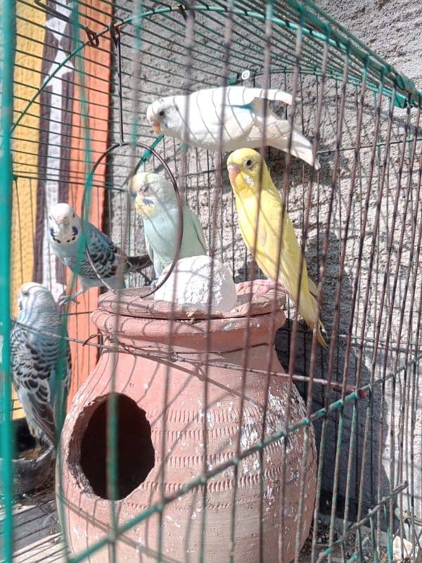 3 pair breeders of budgies with cage and matka 2