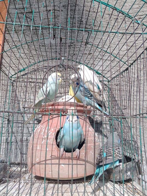 3 pair breeders of budgies with cage and matka 3