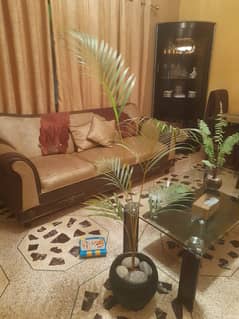 ARECA PALM (indoor)