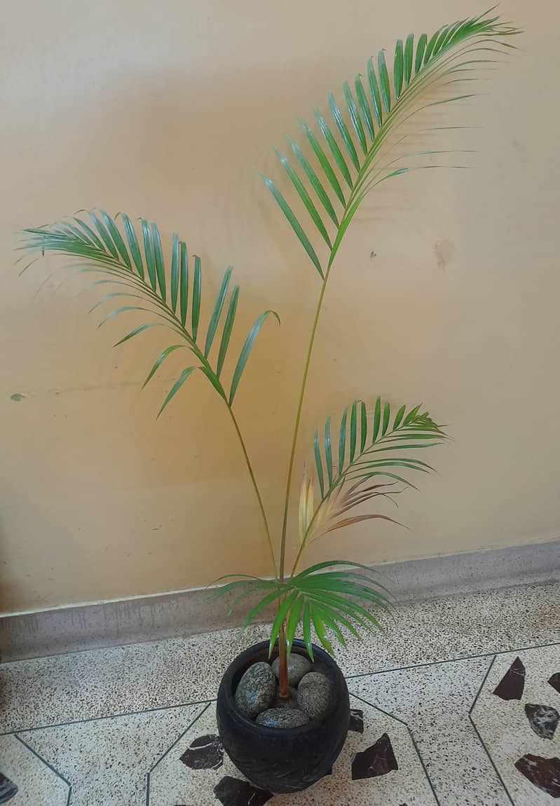 ARECA PALM (indoor) 1