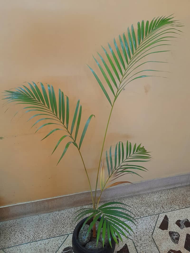 ARECA PALM (indoor) 2