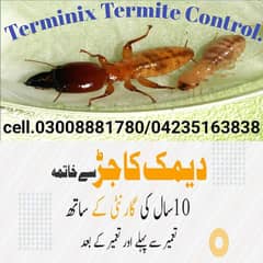 Termite/Deemak Control/ Pest control treatment dengue spray