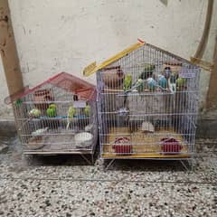 Australian parrot budgies 6 pair + 2 cages see in pic.