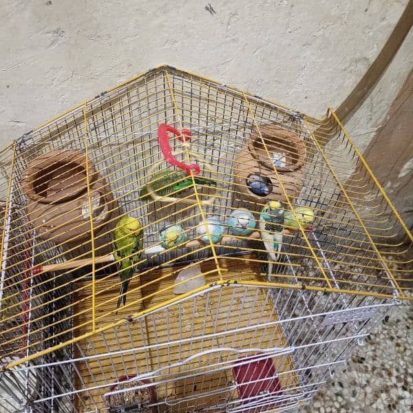 Australian parrot budgies 6 pair + 2 cages see in pic. 1