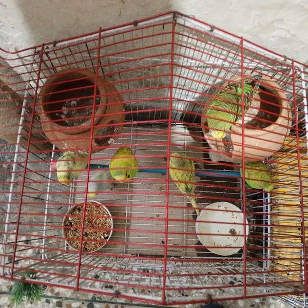 Australian parrot budgies 6 pair + 2 cages see in pic. 2