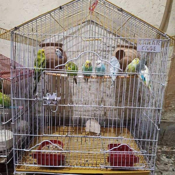 Australian parrot budgies 6 pair + 2 cages see in pic. 3