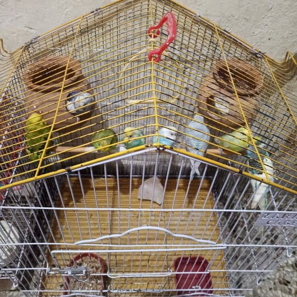 Australian parrot budgies 6 pair + 2 cages see in pic. 4