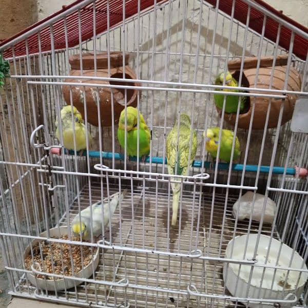 Australian parrot budgies 6 pair + 2 cages see in pic. 5