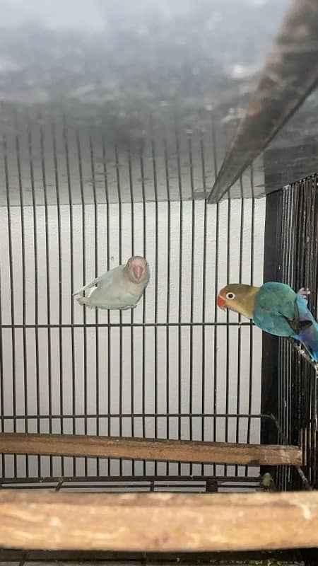 lovebirds breeder pair with  grunted healthy and active 1