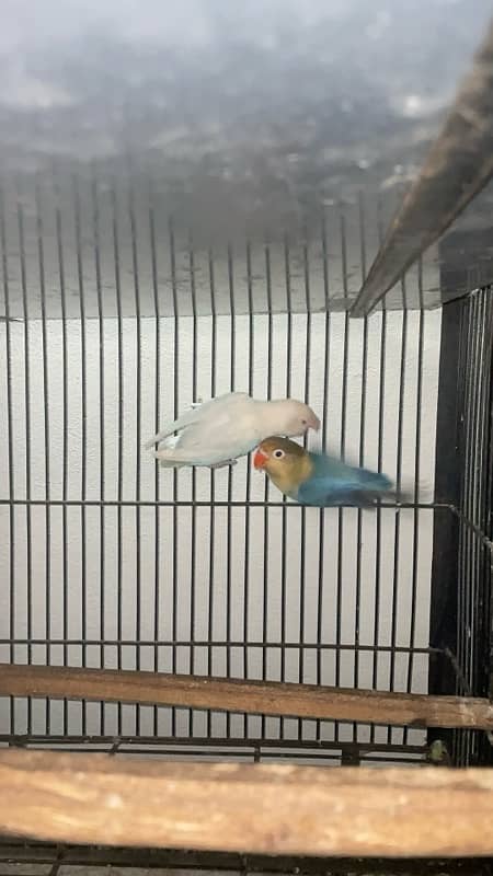 lovebirds breeder pair with  grunted healthy and active 3