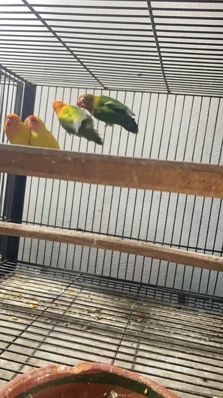 lovebirds breeder pair with  grunted healthy and active 4