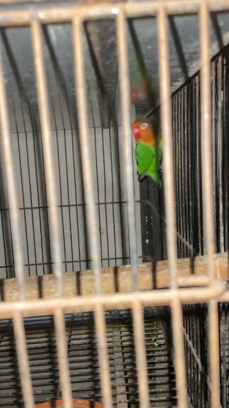 lovebirds breeder pair with  grunted healthy and active 5