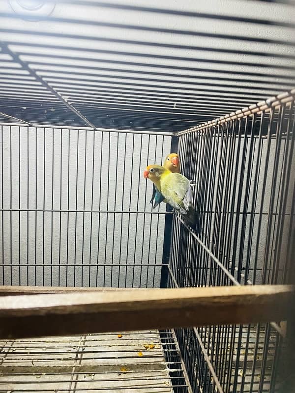 lovebirds breeder pair with  grunted healthy and active 6