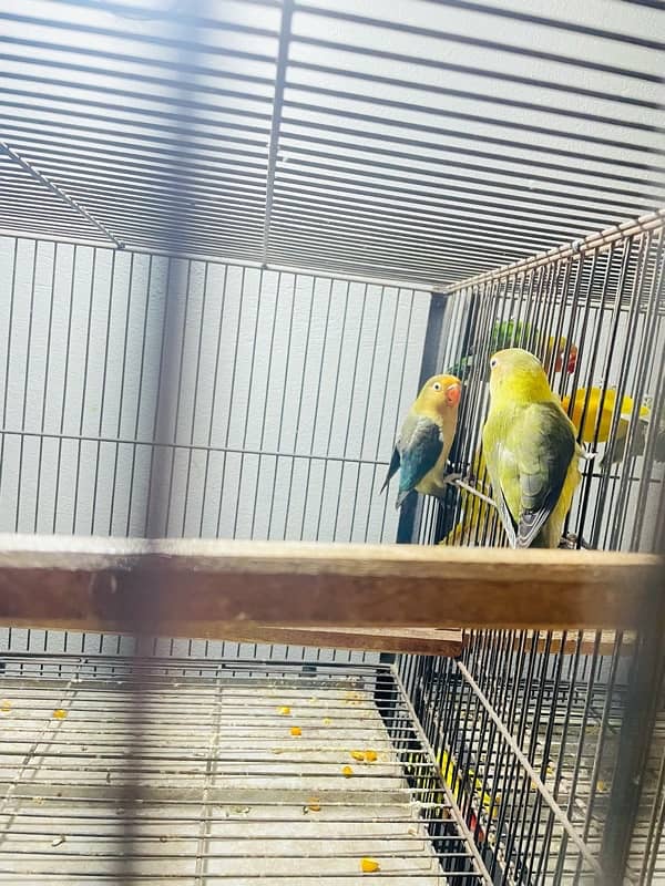 lovebirds breeder pair with  grunted healthy and active 7