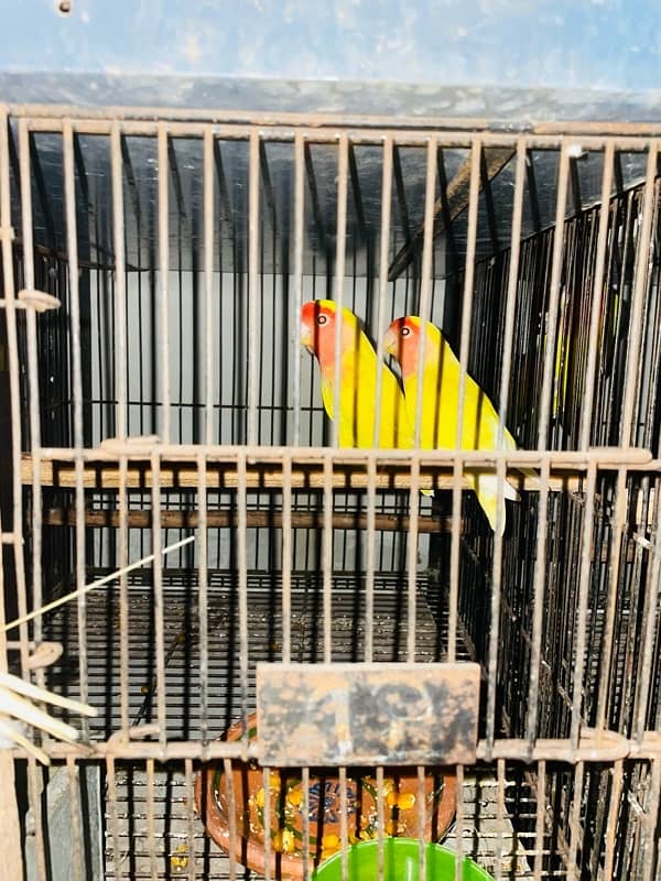 lovebirds breeder pair with  grunted healthy and active 9