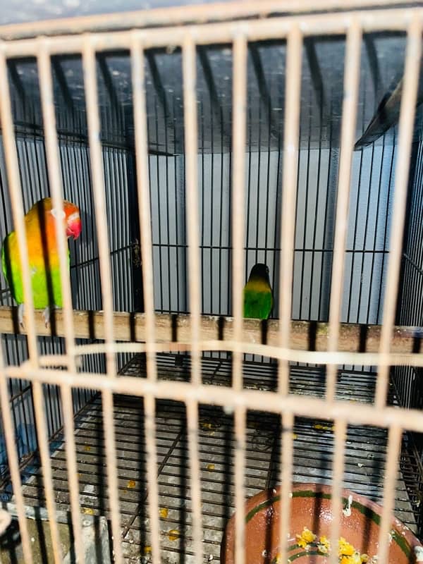 lovebirds breeder pair with  grunted healthy and active 11