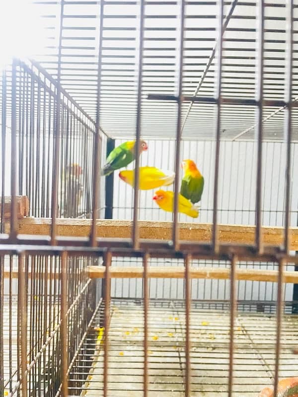 lovebirds breeder pair with  grunted healthy and active 12