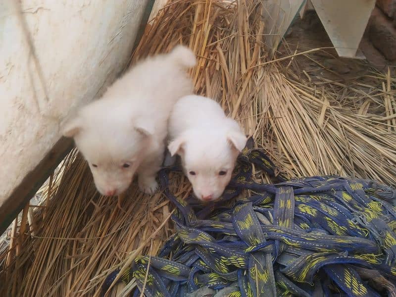 Russian dogs couple male female available 1