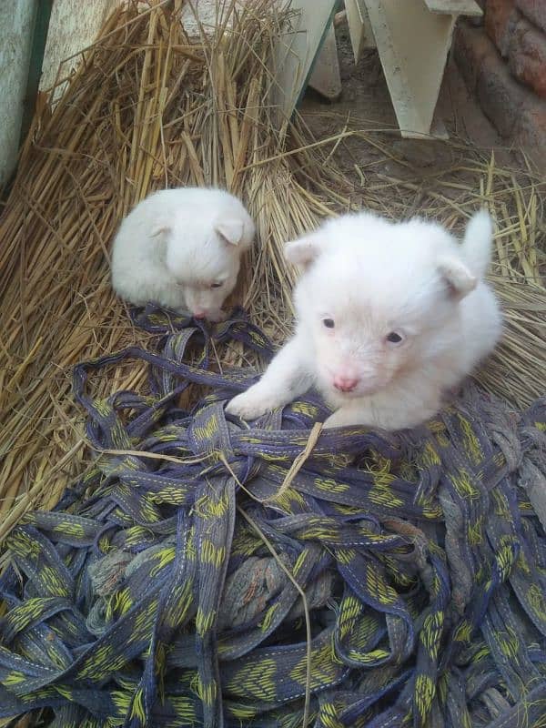 Russian dogs couple male female available 2