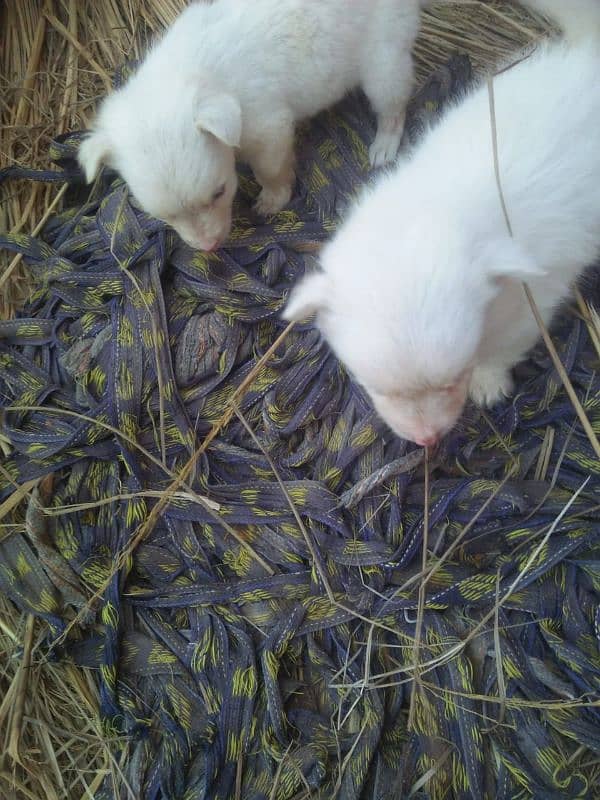 Russian dogs couple male female available 4