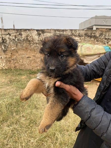 German Shepherd male and female puppy 0