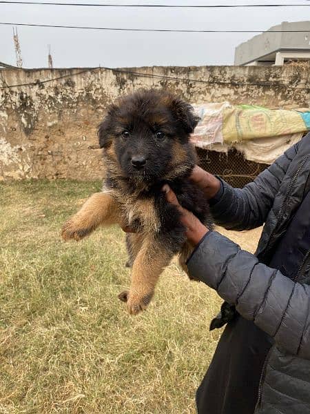 German Shepherd male and female puppy 1