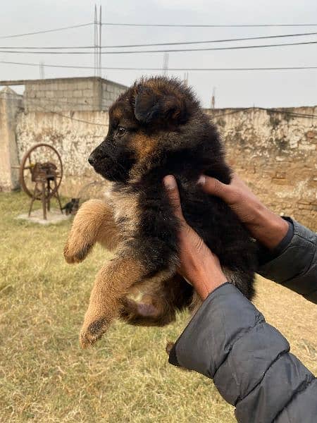 German Shepherd male and female puppy 2