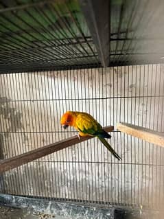 sun conure