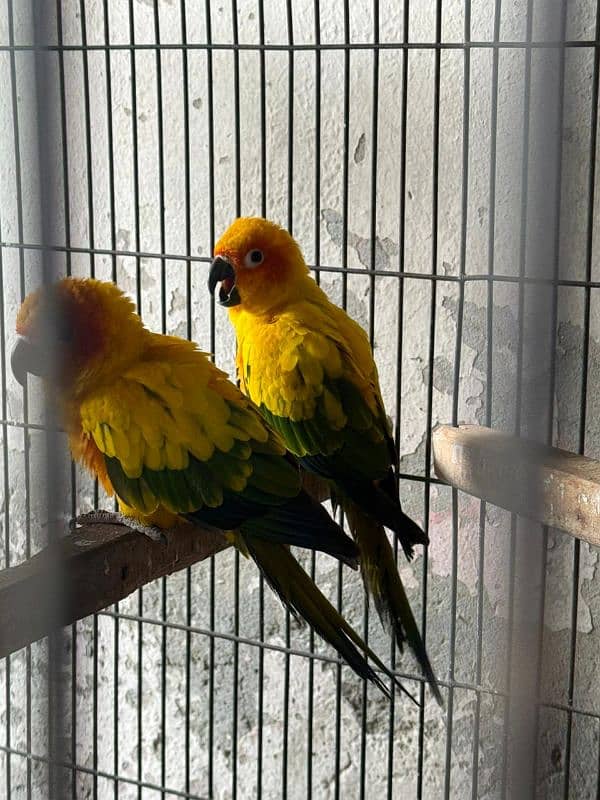 sun conure 1