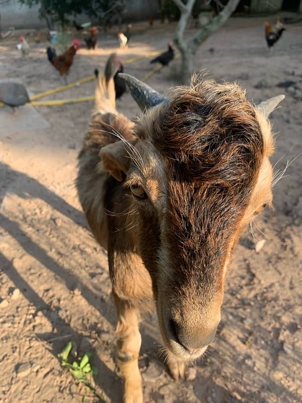 6 month old male goat available 1