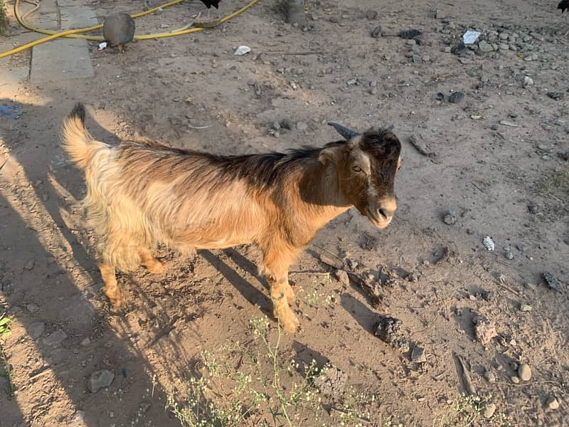 6 month old male goat available 2