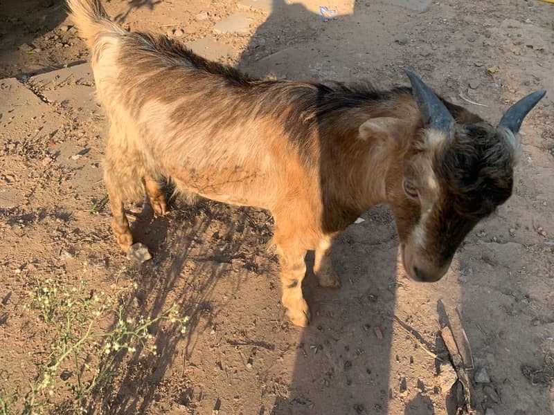 6 month old male goat available 4