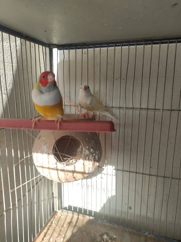 yellow back lady gouldian/ goldian 1.5 years 0