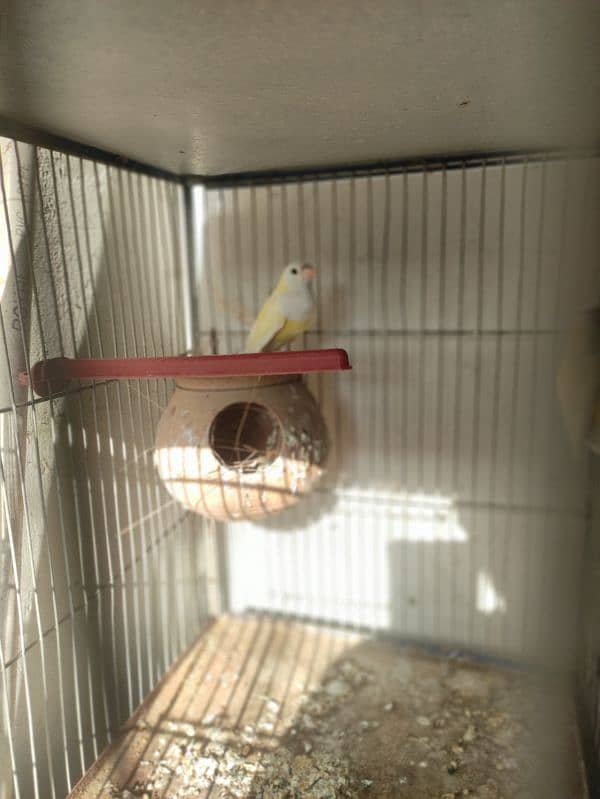 yellow back lady gouldian/ goldian 1.5 years 5