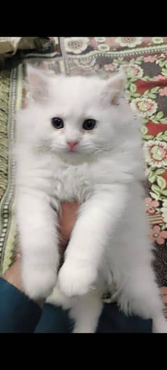 Persian kitten