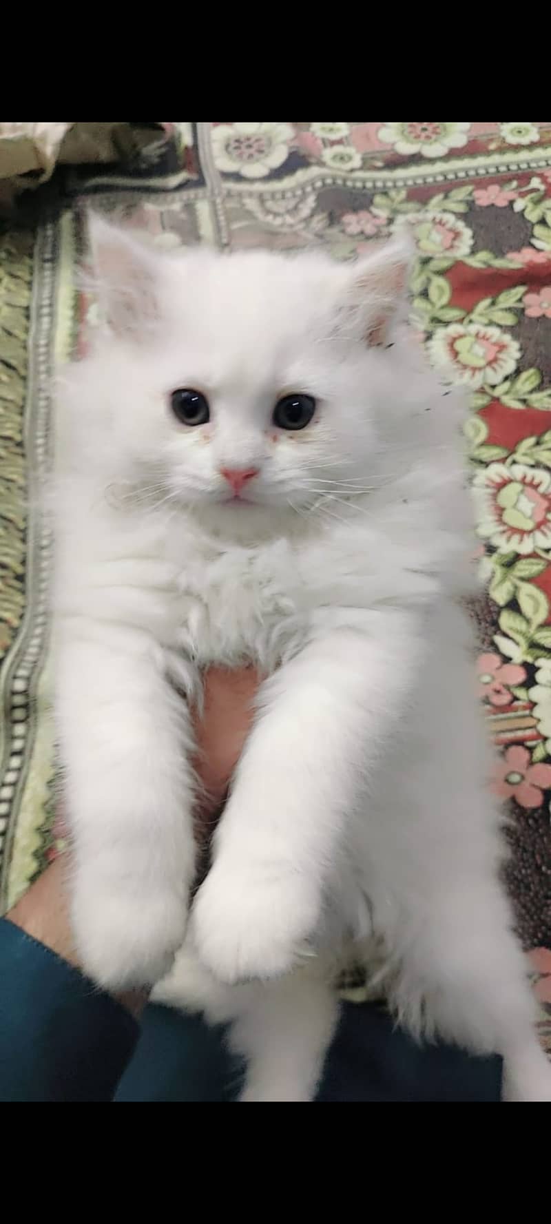 Persian kitten 0