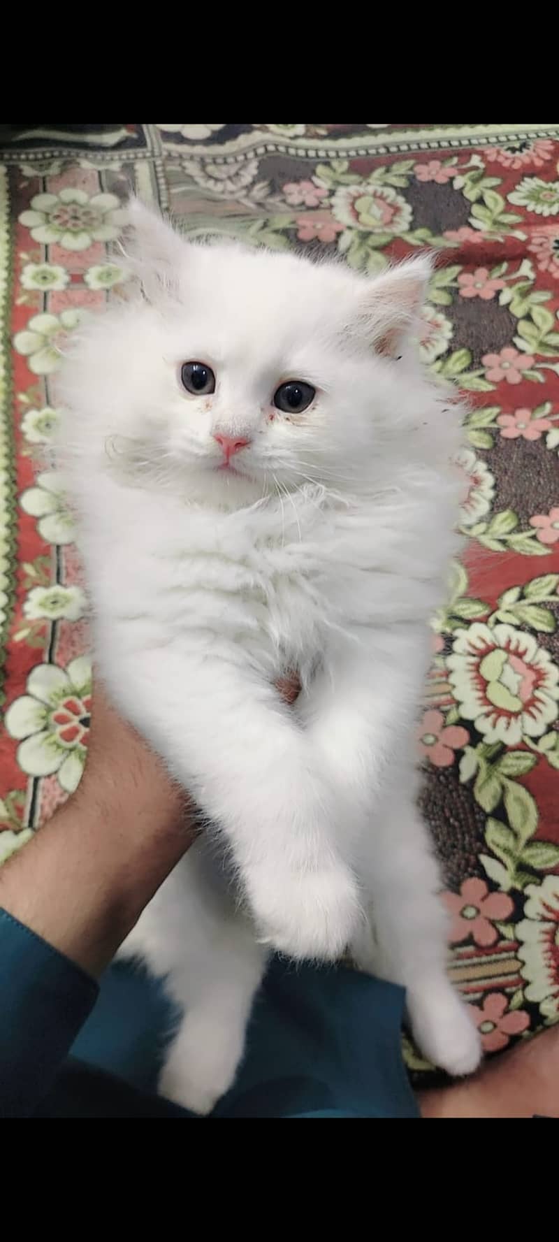 Persian kitten 3