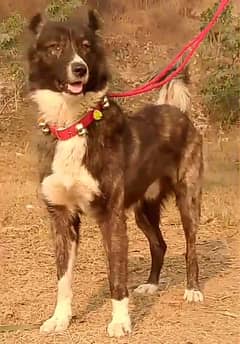 bakkar wall dog 10 month aje 28 inch available for sale