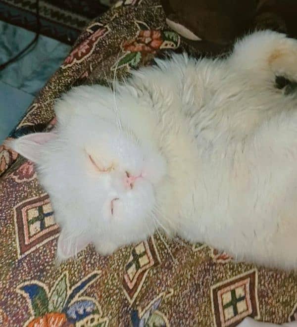 Male Persian cat for sale 1