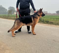 German Shepherd | Long Coat Male | Dog | GSD for Sale