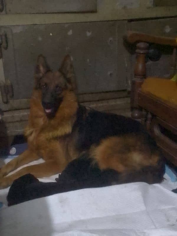 black German Shepher puppy / GSD dog /long coat puppies / male female 1