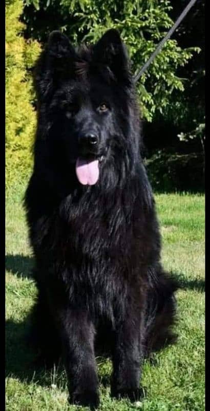 black German Shepher puppy / GSD dog /long coat puppies / male female 6