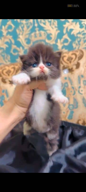 Persian Peki kitten 0