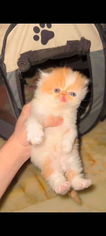 Persian Peki kitten 1