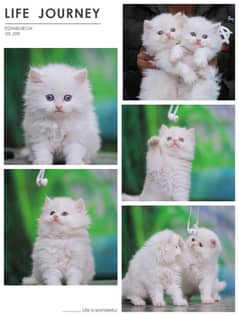 Persian | Cat | Tripple Coat | Fluffy | Small Kittens | Ginger Colour