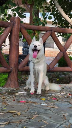 Beautiful Rare White Huskey