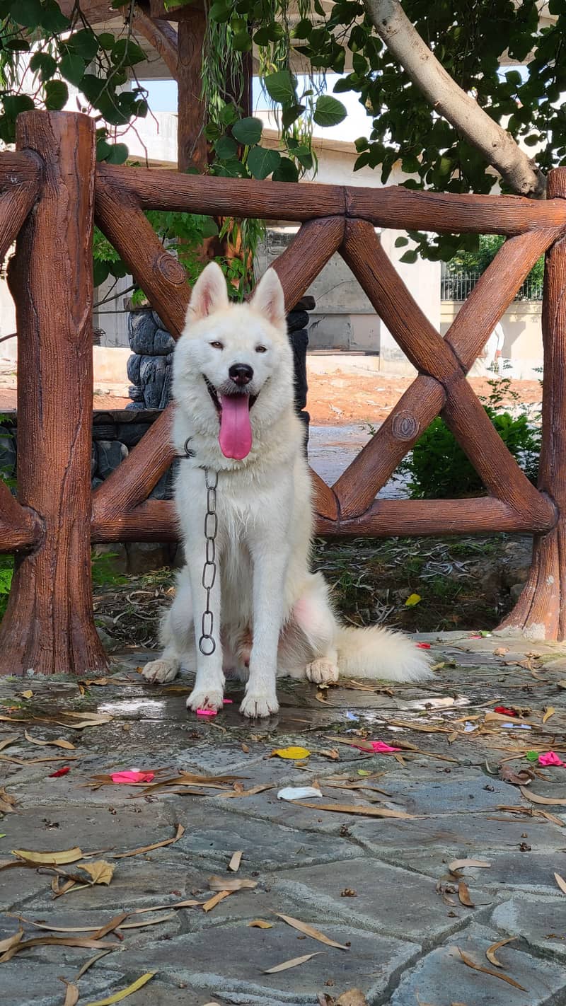 Beautiful Rare White Huskey 1