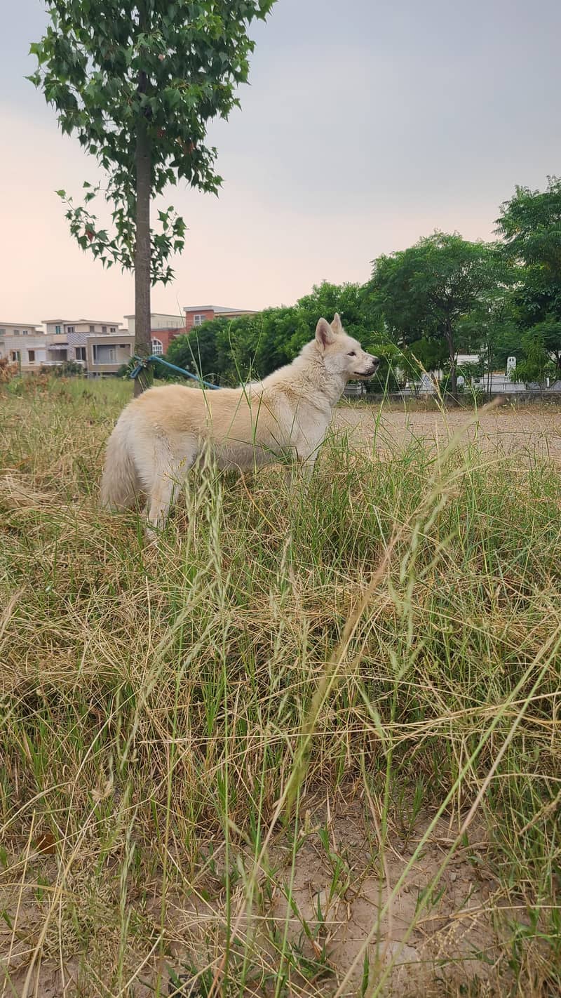 Beautiful Rare White Huskey 2