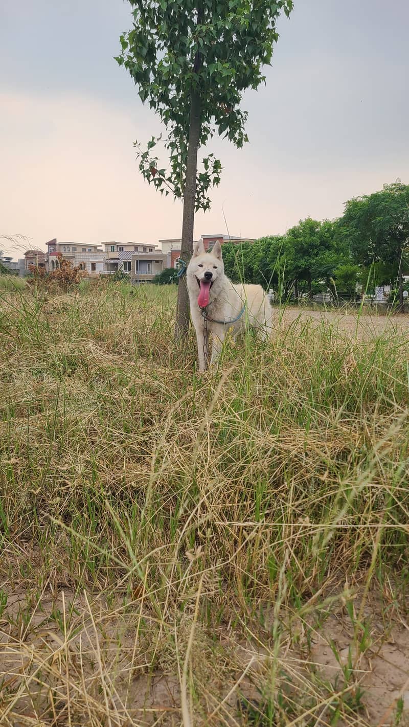 Beautiful Rare White Huskey 3