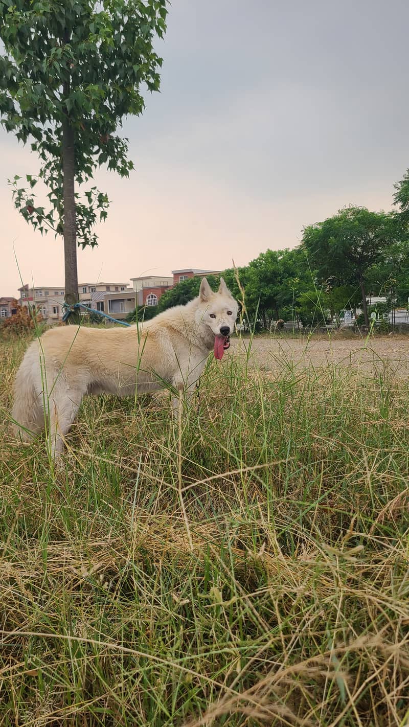 Beautiful Rare White Huskey 4